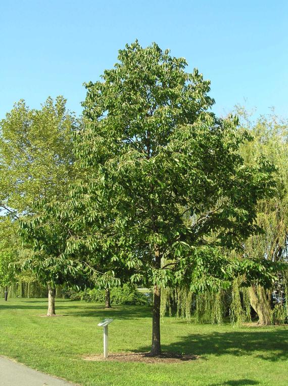 Tree habit