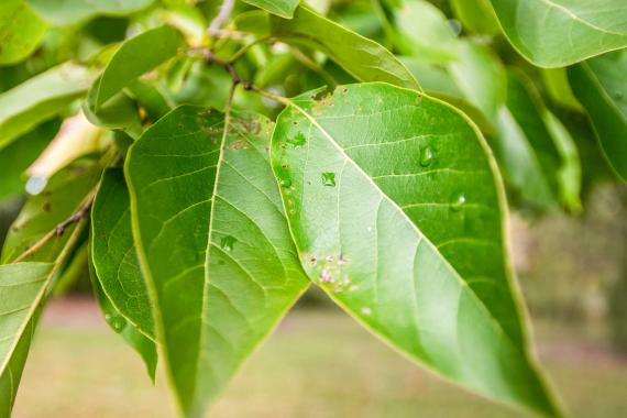 Tree leaves