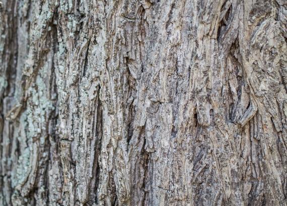 Tree bark