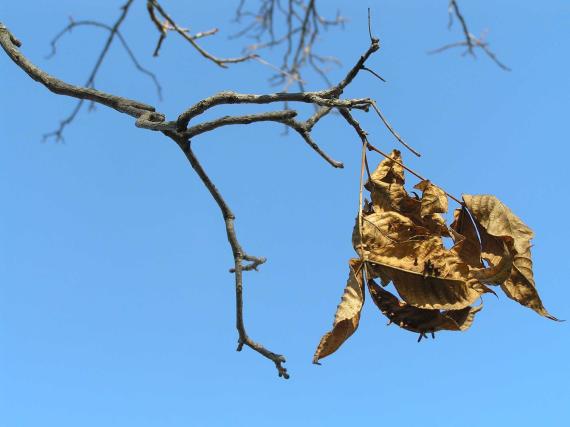 Tree branch