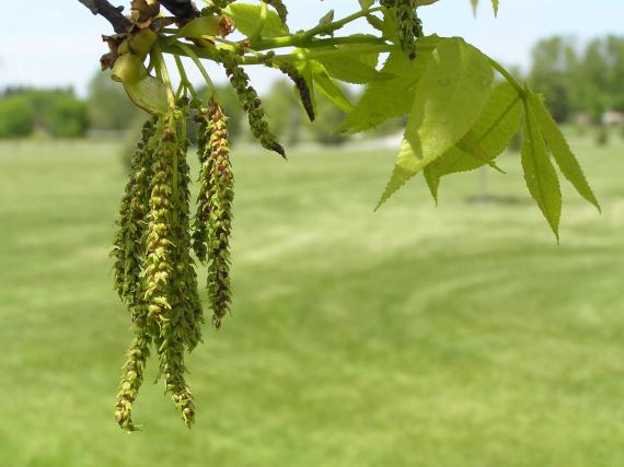Tree flower