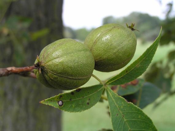 Tree fruit
