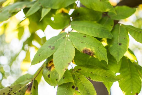 Tree leaves