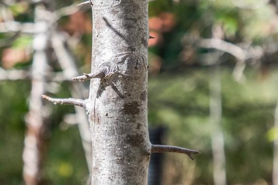 Tree bark