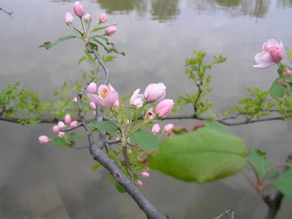 Tree flower