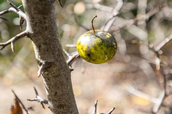 Tree fruit