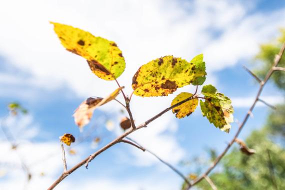 Tree leaves