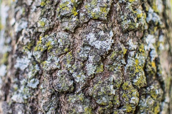 Tree bark