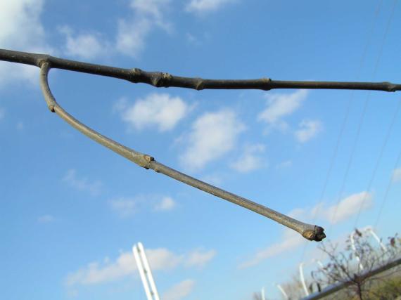 Tree branch