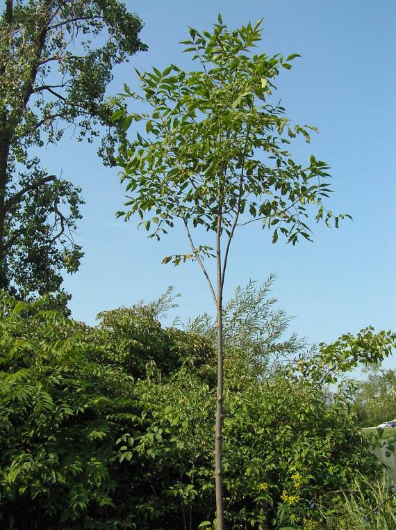 Tree habit