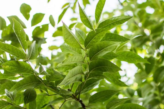 Tree leaves