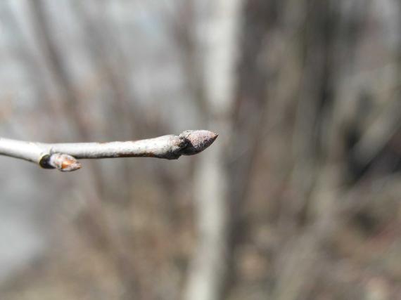 Tree bud