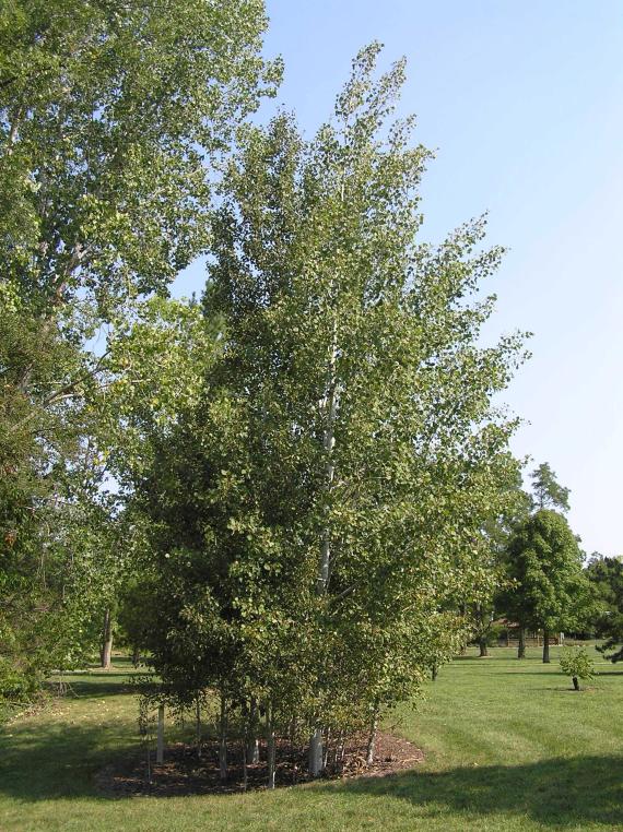 Tree habit