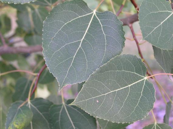 Tree leaves
