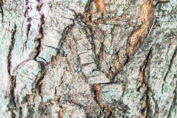 Tree bark