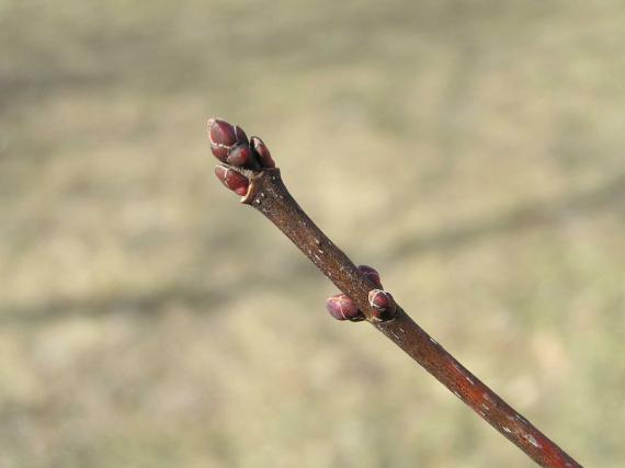 Tree bud