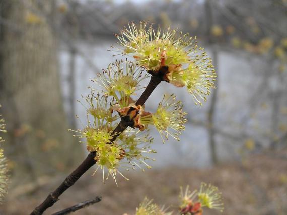 Tree flower