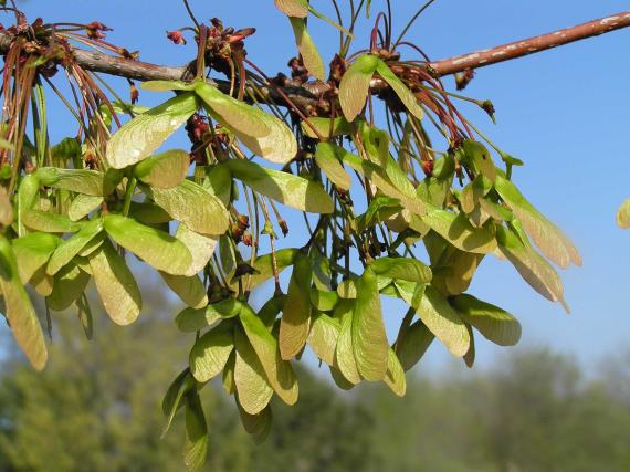 Tree fruit