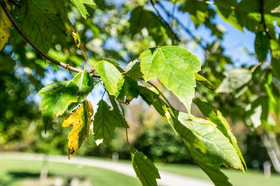 Tree leaves