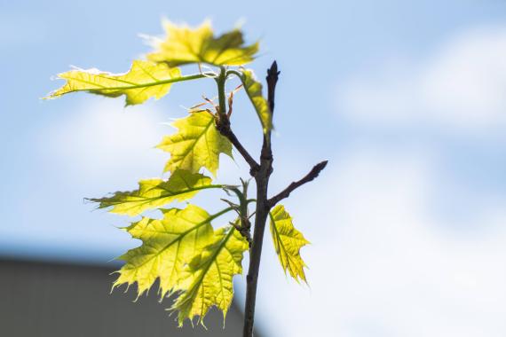 Tree bud