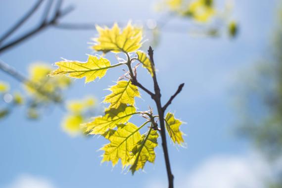 Tree bud