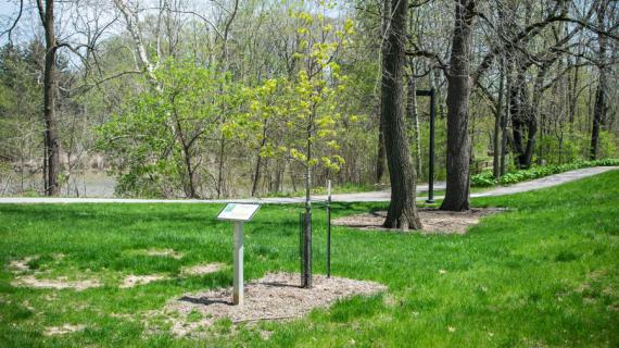Tree habit