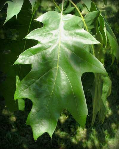 Tree leaves