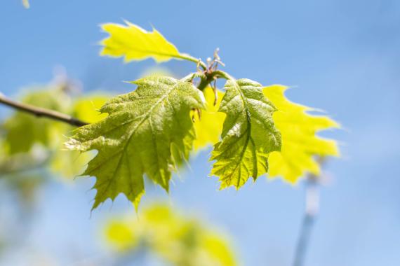 Tree leaves