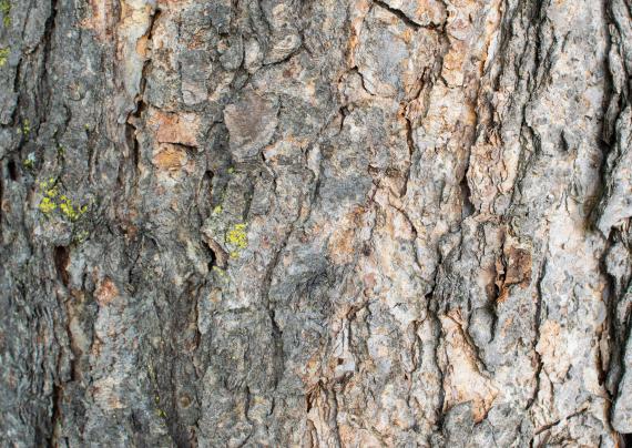 Tree bark