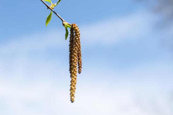 Tree bud