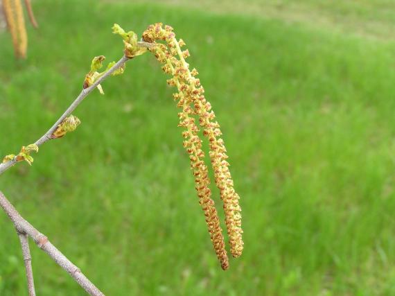 Tree flower