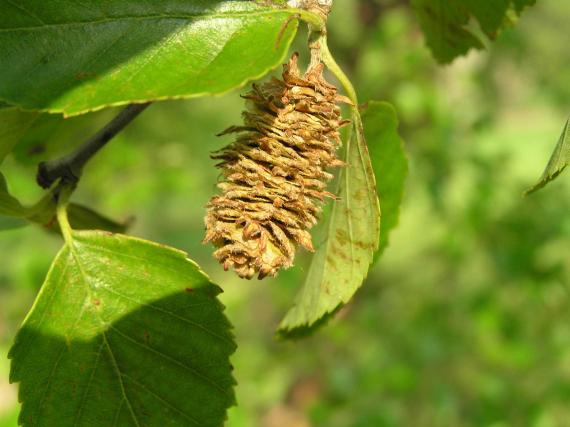 Tree fruit