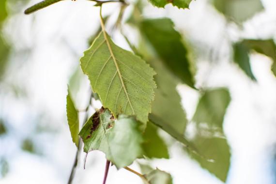 Tree leaves