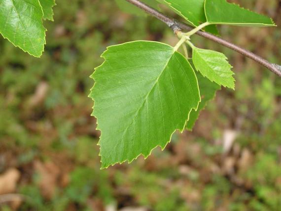 Tree leaves