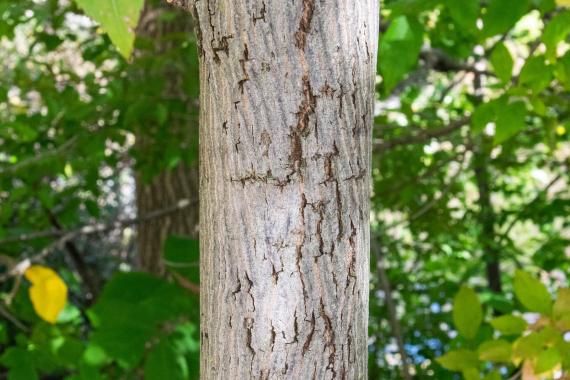 Tree bark