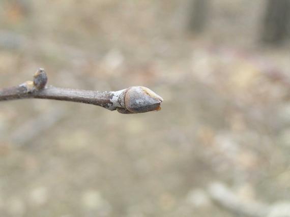 Tree bud