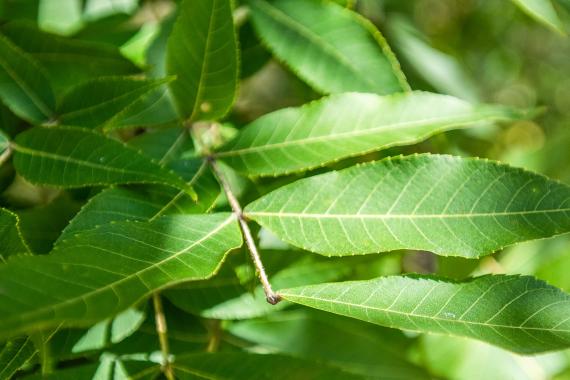 Tree leaves