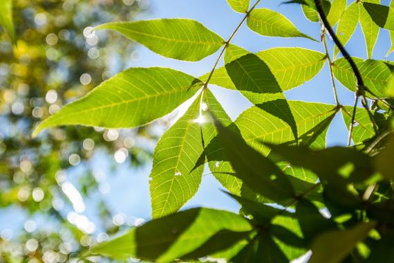 Tree leaves