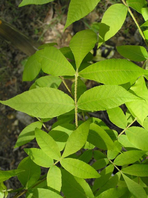 Tree leaves