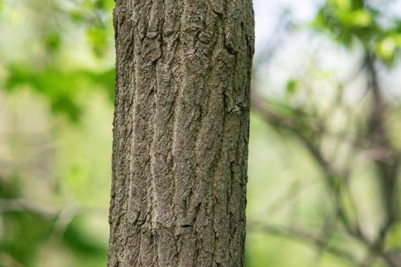 Tree bark
