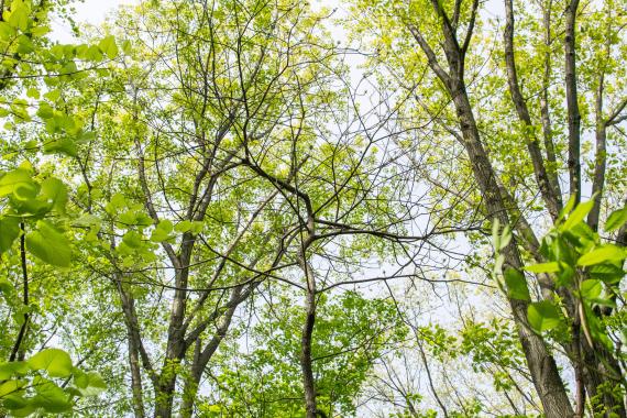 Tree branch