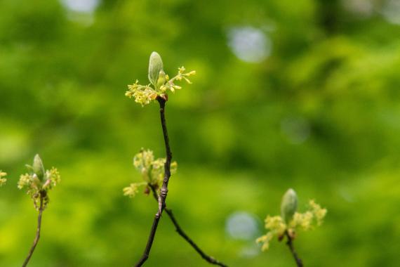 Tree bud