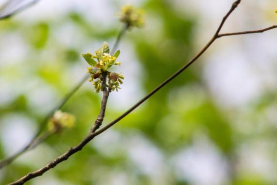 Tree bud