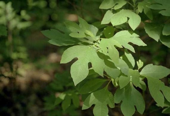 Tree leaves