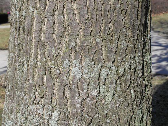 Tree bark