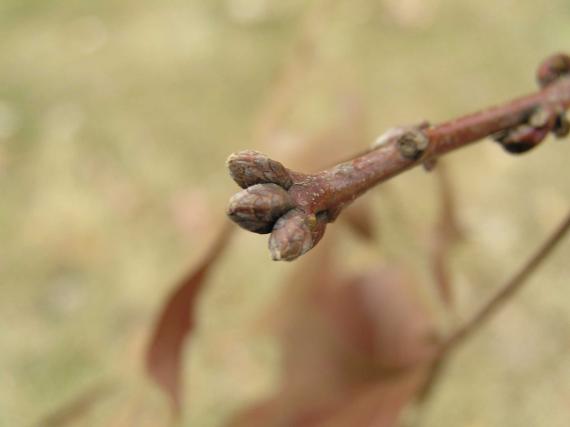 Tree bud