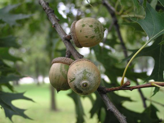 Tree fruit
