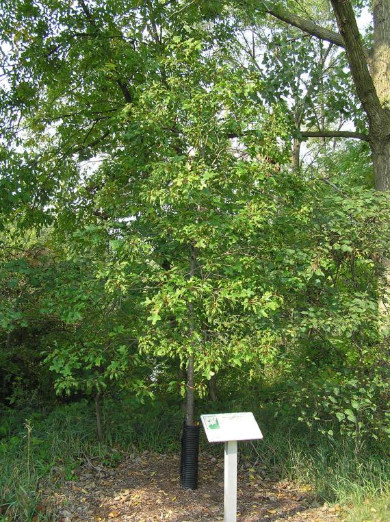 Tree habit