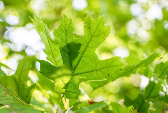 Tree leaves in summer