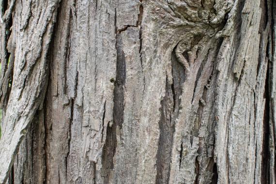 Tree bark
